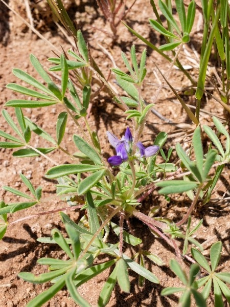 Lupinus kingii 